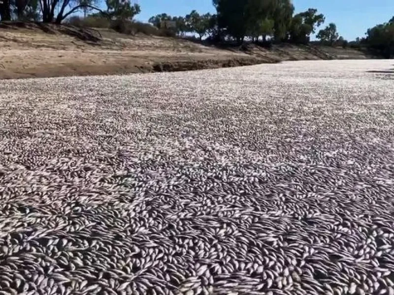Toneladas de peces muertos bloquean un río australiano por la ola de calor