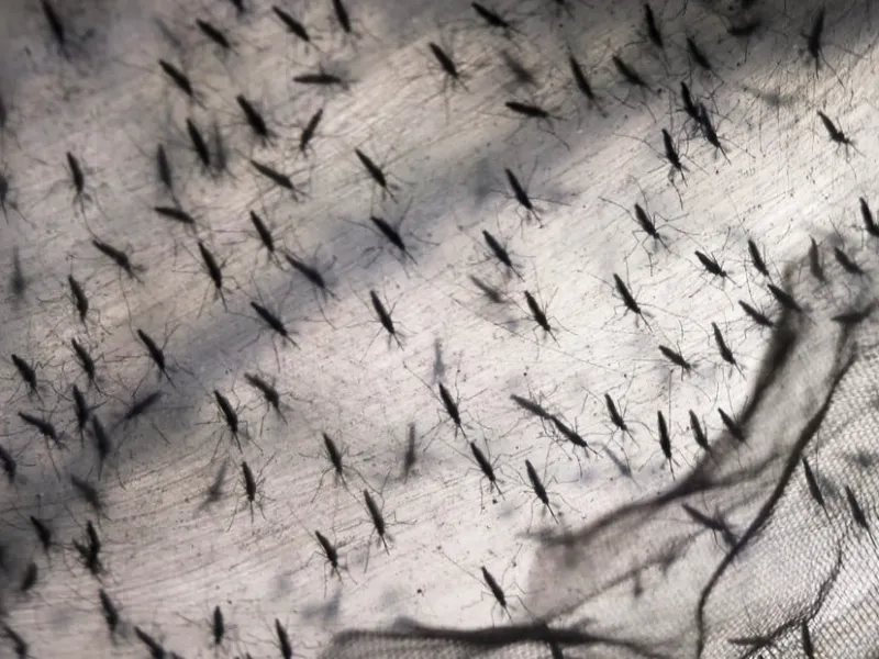 Dengue tailandés: el genotipo que contagia en tiempo récord y azota a la Argentina