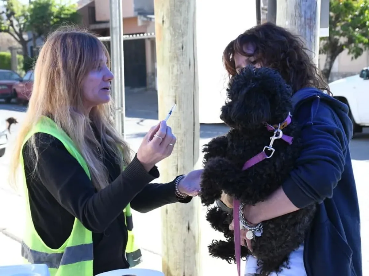 Vacunación masiva contra la rabia en Salta: dónde y cuándo llevar a tus mascotas