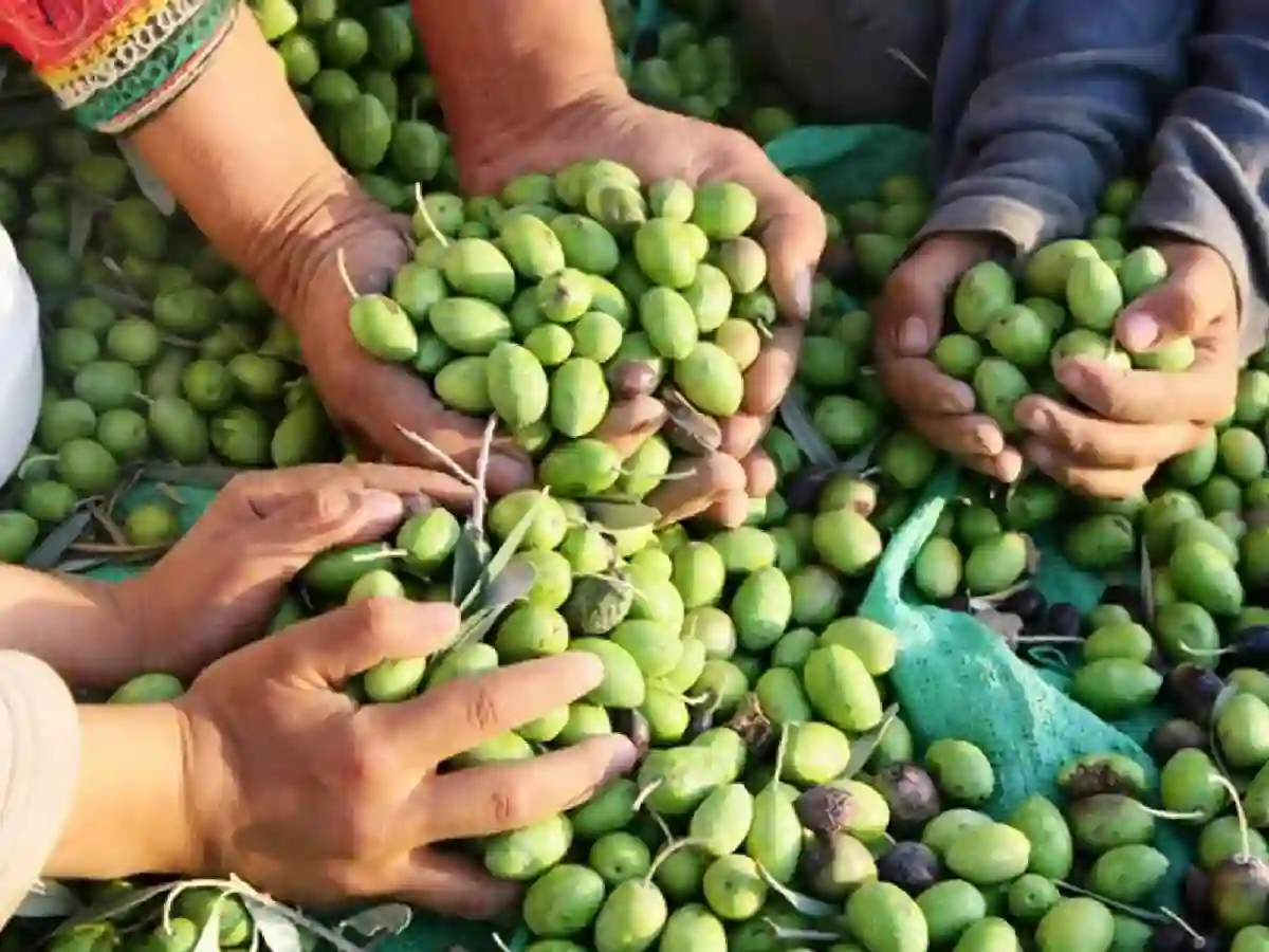 Eliminan normas de control sanitario vegetal para lograr un sistema "menos burocrático"