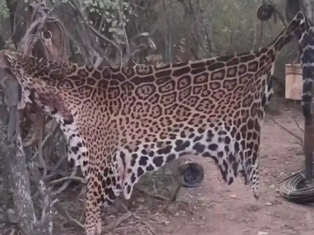 Los agentes encontraron la zona en la que los cazadores ilegales carnearon al ejemplar