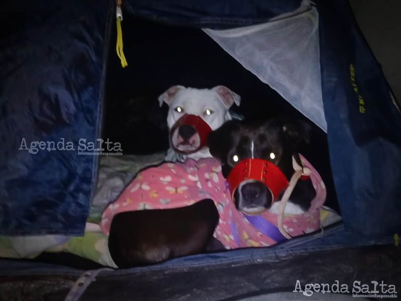 Los perros, junto a la gata en la carpa. La gata no aparece porque esta tapada hasta la cabeza