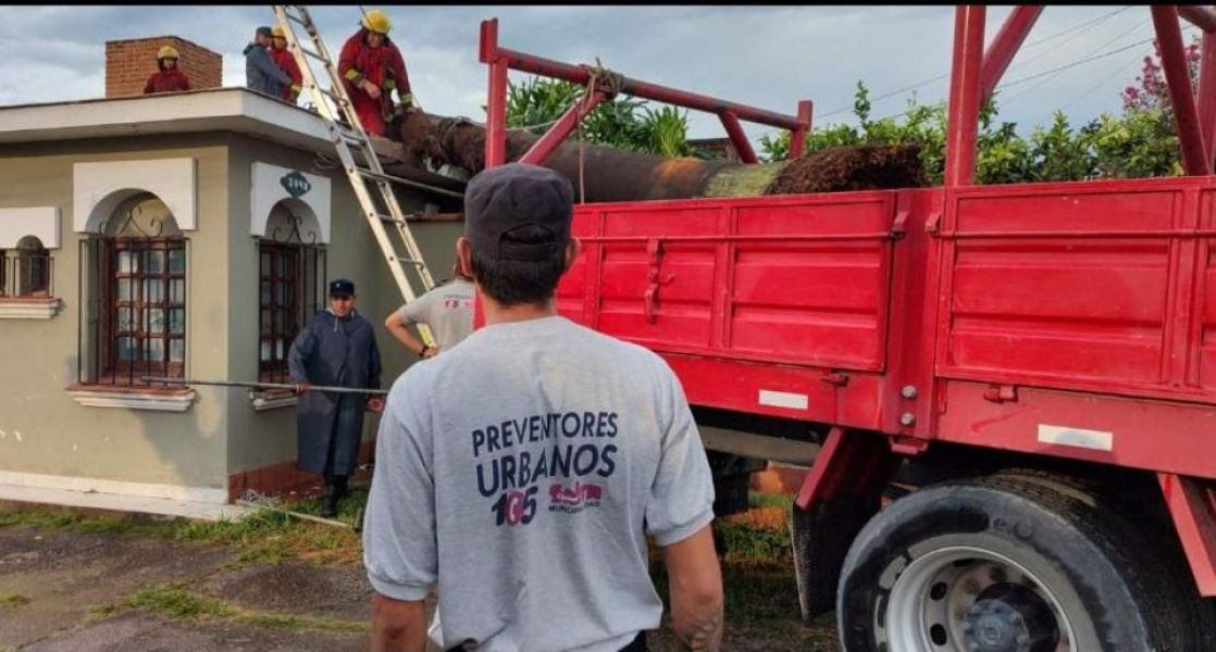 Operarios retirando árboles caídos