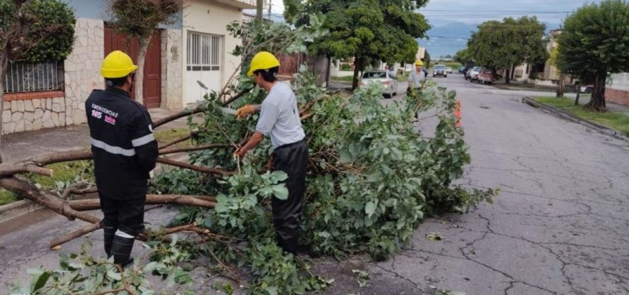 Ramas de gran tamaño sobre la calle