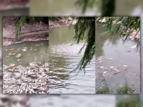 Rio Arenales: Aparecieron cientos de peces muertos y despertó la preocupación