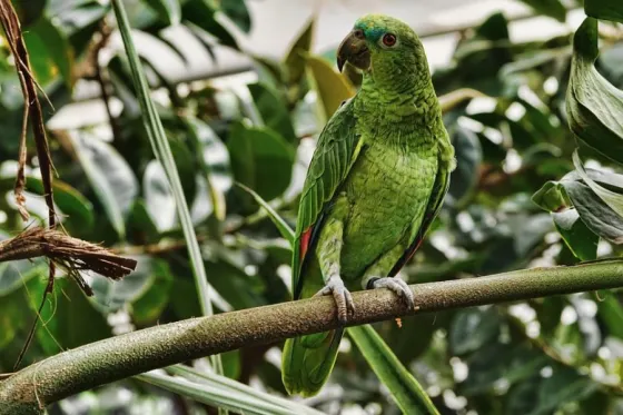 Le ofrecieron $1.000 para salvar a un loro, se subió a un árbol y murió electrocutado