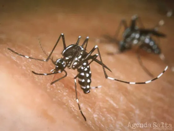 Comenzó la circulación de dengue en Aguaray y Salvador Mazza