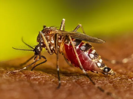 Se confirma el primer caso de Dengue en Orán