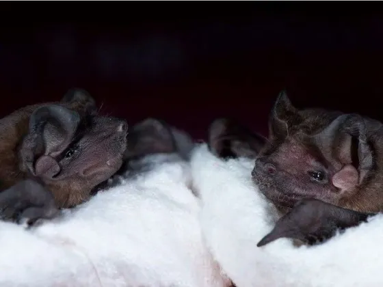Revelaron qué tipo de coronavirus infecta a los murciélagos en la Argentina