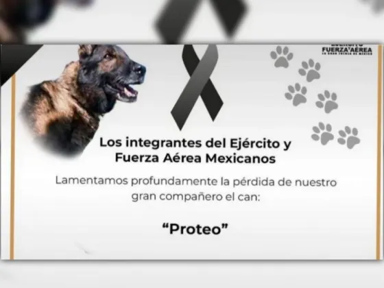 Dolor por la muerte de Proteo, un perro que ayudaba en los rescates del terremoto de Turquía