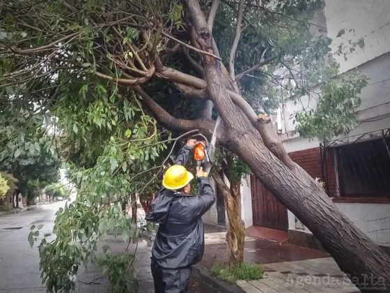 Más de 30 árboles caídos por el temporal de viento y lluvia en la ciudad