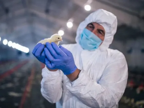 Se detectaron tres nuevos casos de gripe aviar y el Gobierno refuerza el control en pasos fronterizos