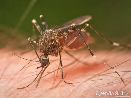 Más de 400 casos de dengue en Salta en lo que va del año 2023