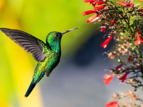 Qué significa la visita de un colibrí