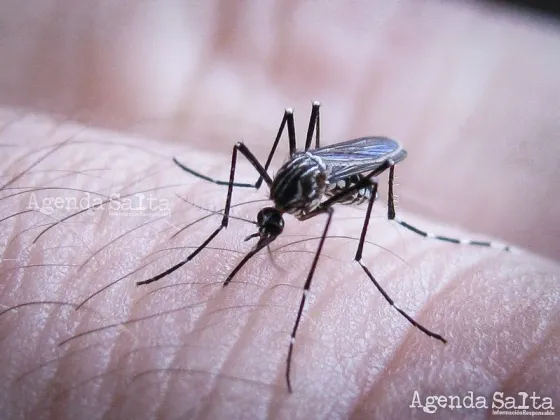 Para combatir el dengue, científicos argentinos desarrollaron una técnica innovadora