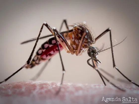 Confirmaron la circulación viral de dengue en 13 provincias y de chikungunya en cinco