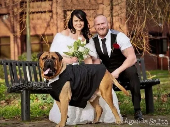Adelantaron su boda para que su perro con cáncer terminal pueda asistir: "es nuestro hijo, era importante tenerlo en las fotos"
