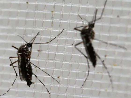 DENGUE: esta es la llamativa diferencia entre la cifra de muertes que informa el Gobierno y la real