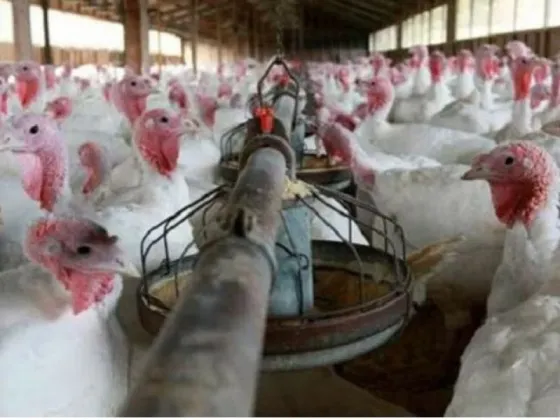 NO DE NUEVO, DECIA: La OMS confirmó la muerte de una persona infectada por la variante H3N8 de la gripe aviar en China