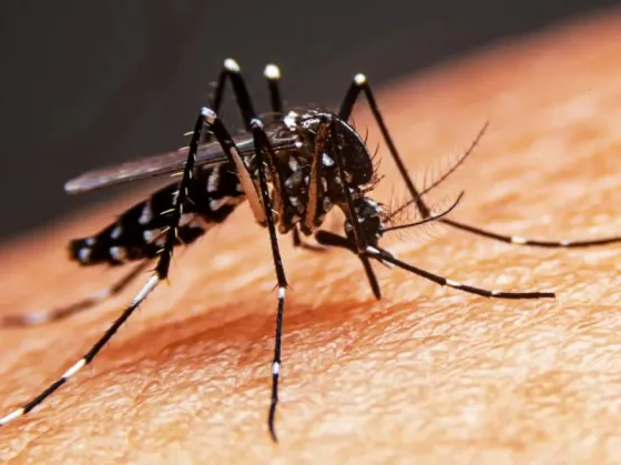 Una persona de 76 años murió con dengue y el caso no se cuenta