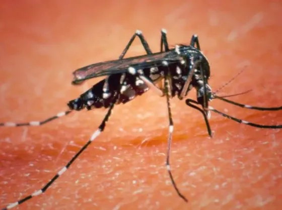 Triste récord del dengue en Argentina: más de 41.000 casos y 32 muertos