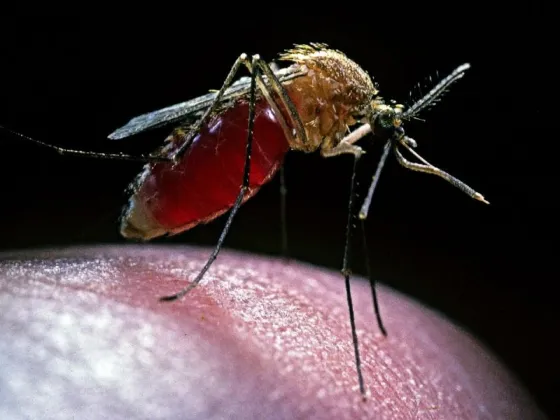 El mosquito del Dengue pica de día y de noche: estas son las horas más riesgosas