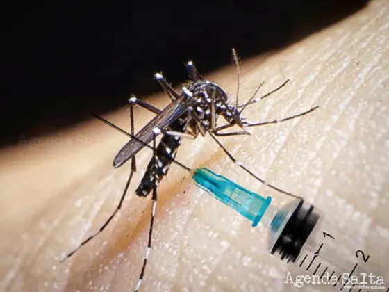 Cuáles son las vacunas contra el Dengue que hay en la actualidad y cuáles se podrían implementar en Argentina