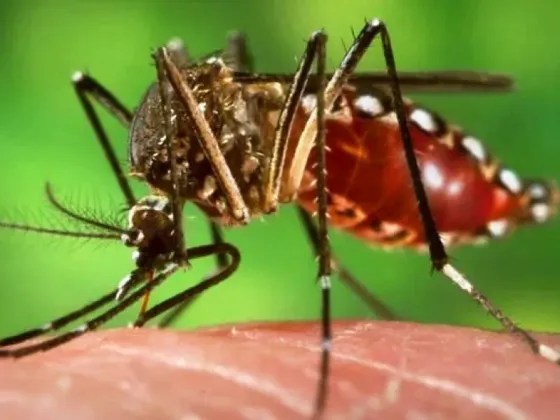 Reportan más de 56.000 casos de dengue en el país y hay circulación viral en 15 provincias