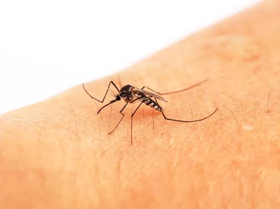 Este es el nuevo síntoma de dengue que circula en la Argentina