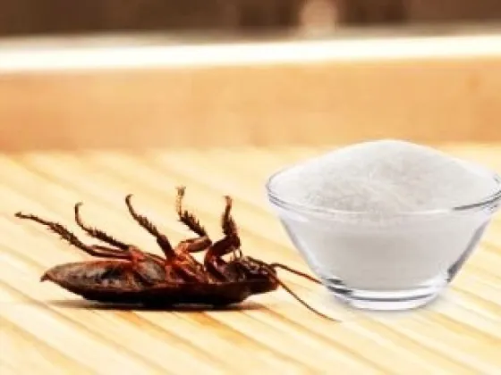 El eficaz truco para eliminar las cucarachas de la cocina con solo 2 ingredientes
