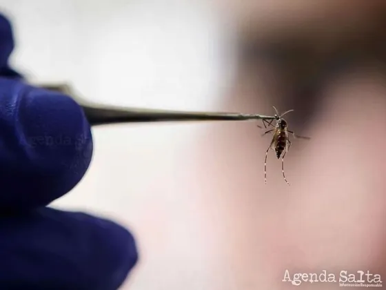 Dengue: tras 53 muertes se conoció el precio de la vacuna