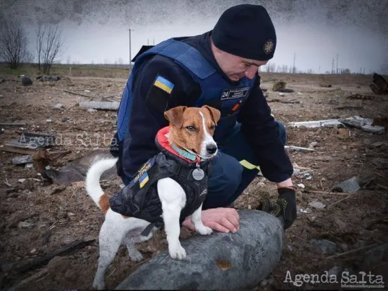 Patrón, el perro héroe de Ucrania condecorado por Zelensky "encontró más de 200 minas explosivas"