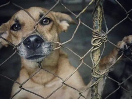 Imputan a salteño por maltrato animal
