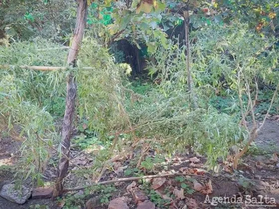 Siete detenidos por una plantación de cannabis