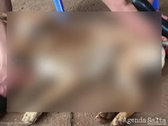 Detuvieron a un hombre en Tres Cerritos que maltrataba y hacía sufrir a un perrito