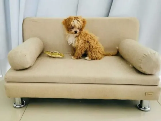 Romina Uhrig llevó a la peluquería canina a Caramelo y quedó irreconocible