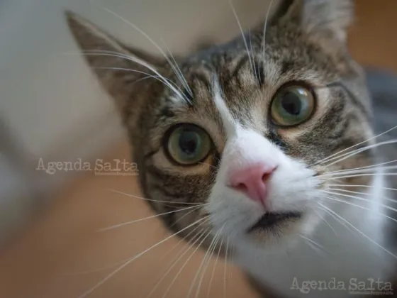 Condenaron a un hombre por matar a su gato metiéndolo en una estufa