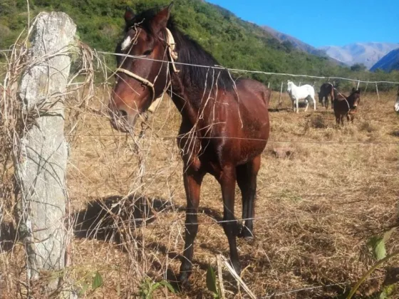 Un salteño fue detenido por abigeato