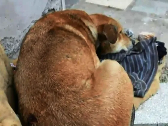 Tristeza: un perro defendió a los hijos de su dueña y lo apuñalaron