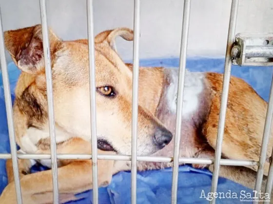Bailey el perrito héroe apuñalado en barrio Sanidad ya está fuera de peligro