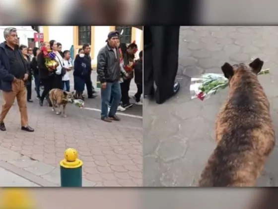 [VIDEO] Una perrita conmovió las redes al acompañar un cortejo fúnebre con un ramo de flores en su hocico