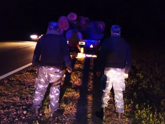 Infraccionaron a un camionero por transporte irregular de producto forestal