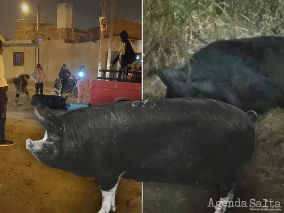 Vecinos conmocionados por el maltrato a una chancha en plena calle