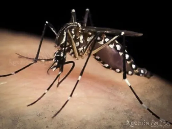 Se confirmaron 28 nuevos casos de dengue en la provincia