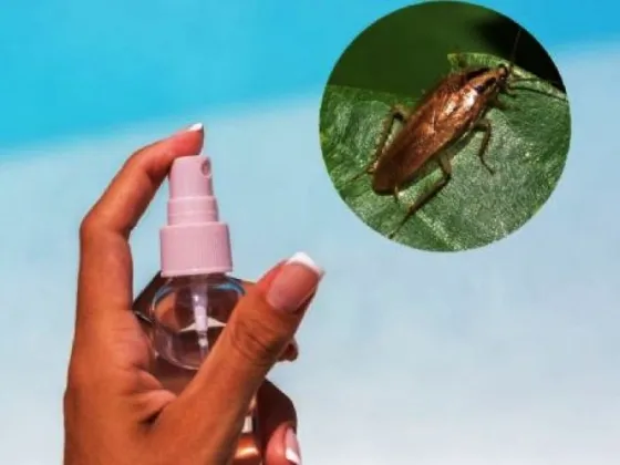 Prepara este aromatizante para prevenir cucarachas en la cocina y disfrutar de un rico aroma