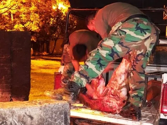 Infraccionaron a un salteño por transportar 100 kilos de carne no apta para el consumo humano