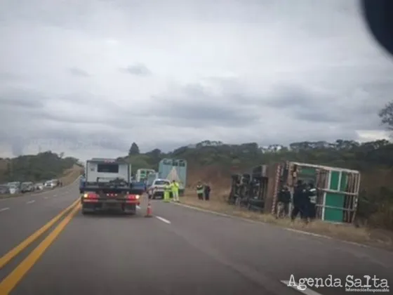 Volcó un camión que transportaba vacas y más de 70 vehículos se detuvieron a llevar carne "hasta lazos sacaron"