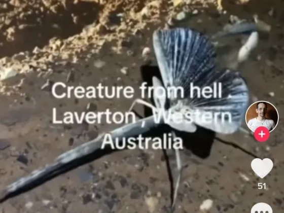 Filmaron en Australia a una aterradora "criatura del infierno"