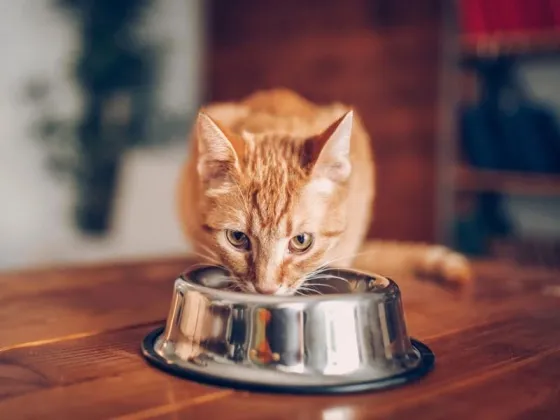 La dura advertencía de la OMS por el mayor brote de gripe aviar en gatos registrado en el mundo