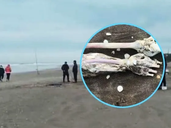 Un turista pescó un brazo humano en el Mar de Ajó
